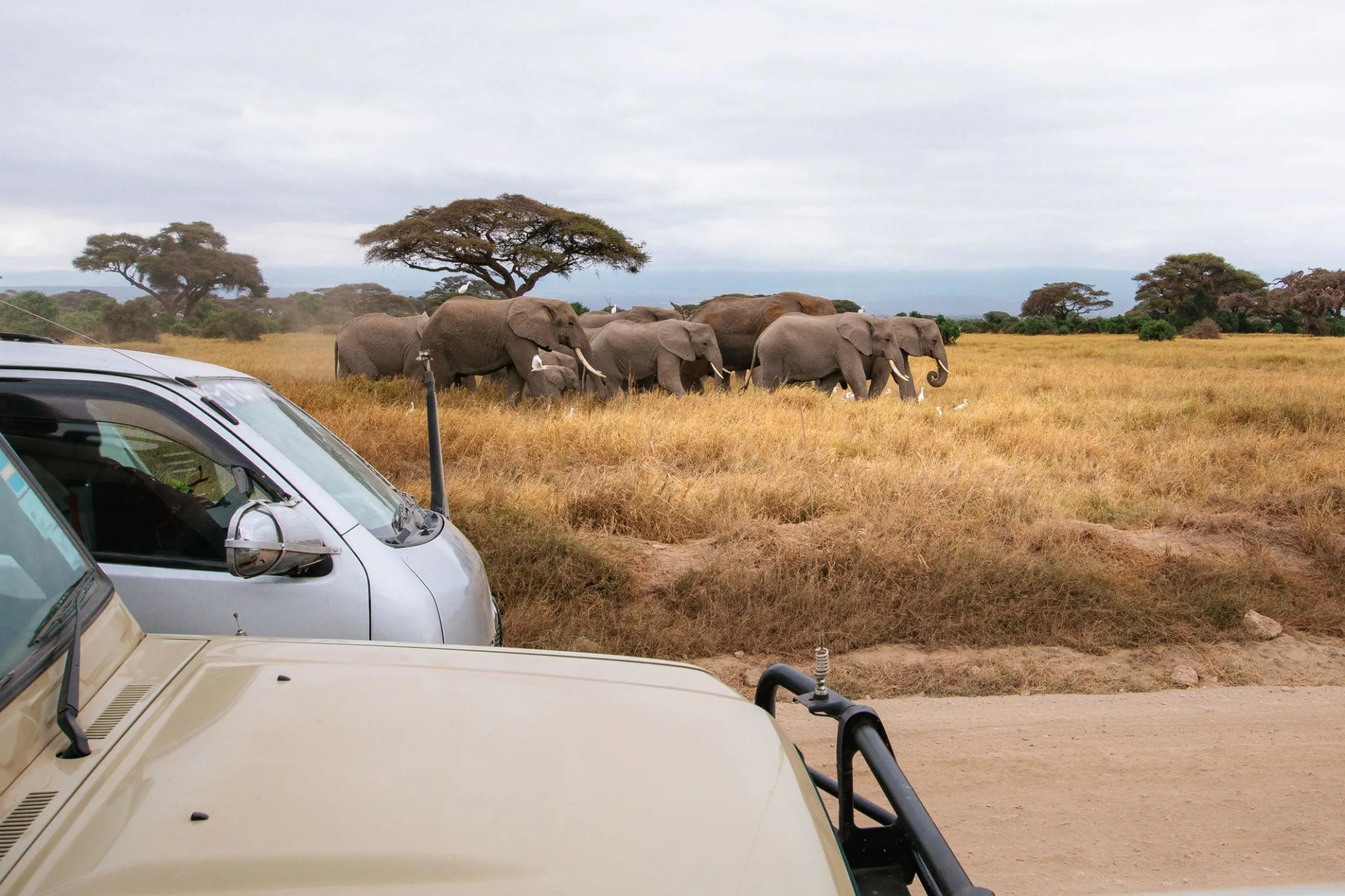 Relaxing 2 Day Amboseli Safari Itinerary After a Hike